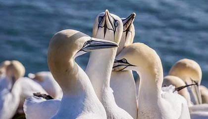 英超冠军争夺：悬念激烈，精彩纷呈！，英超冠军分析