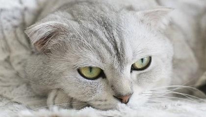 _爱游戏官方_ 中国女足在亚洲杯赛中的奋勇争先_，中国女足亚洲区预选赛