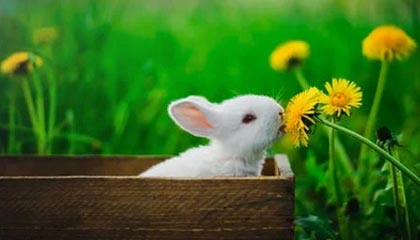 76人交易哈登，引援补强实力，哈登加盟76人联手大帝