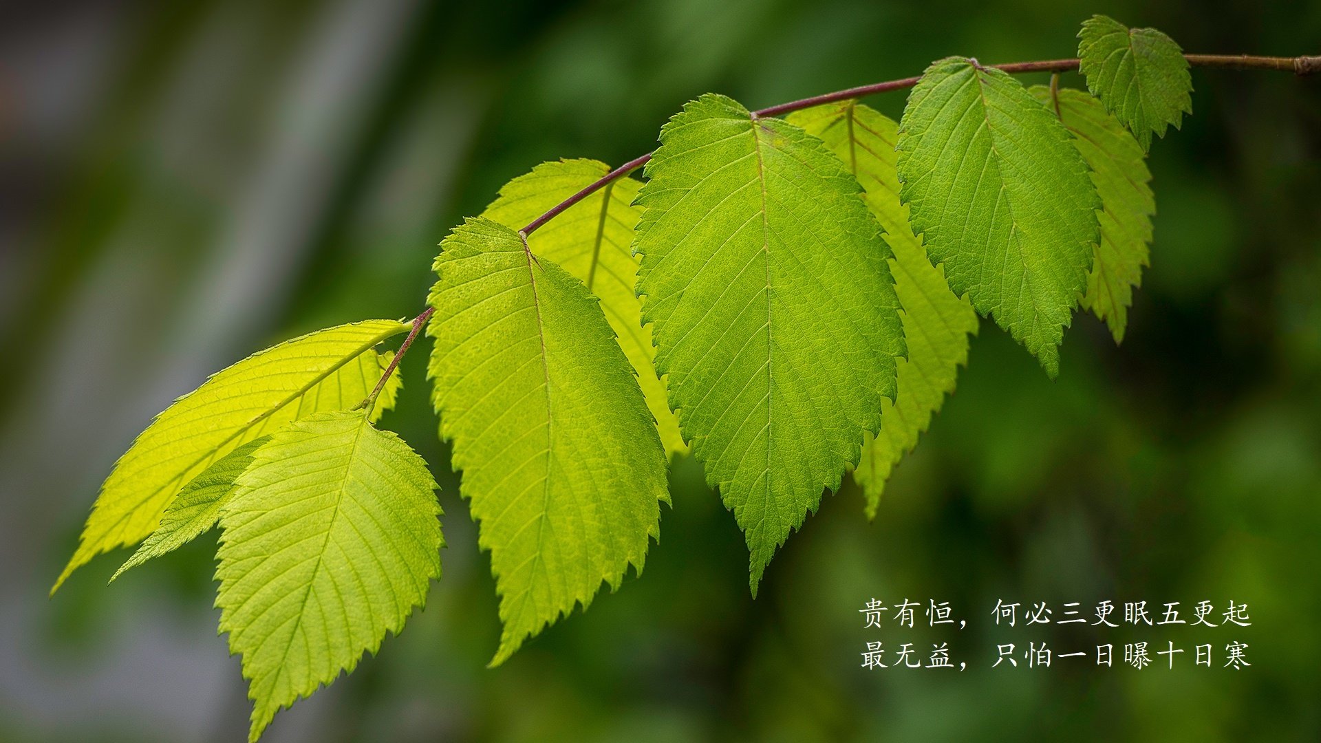 罗马争夺欧战资格，罗马争端兵种