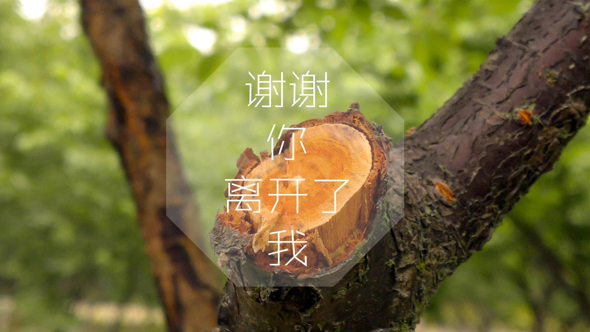 凯恩·瑞安：为全黑队带来新战术打法的灵感和突破，凯恩是哪个队